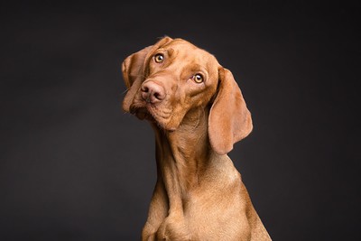 Hundbild som används för att visa responsiv bildstorlek